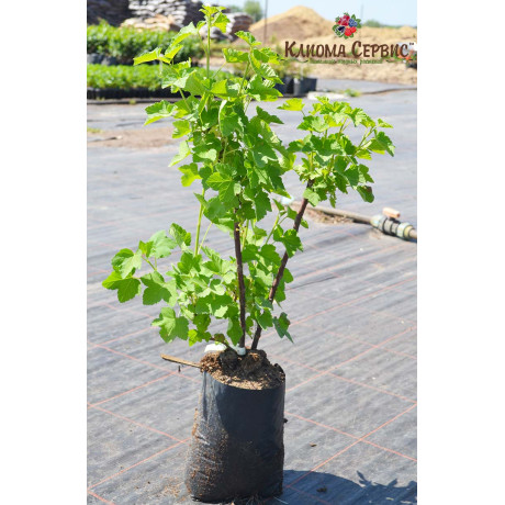 Смородина Джонкер ван Тетс