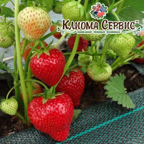 Полуниця сорт Соната, в кассетах (Осінь 2020)