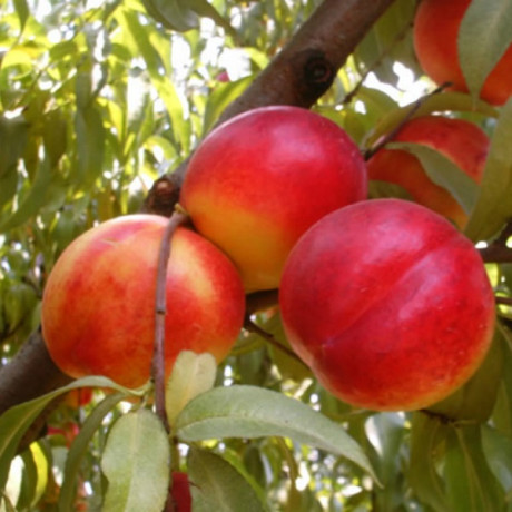 Нектарин сорт Фантазия, подвой алыча Нектарин сорт Фантазия, подвой алыча