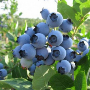 Саджанці лохини сорт Спартан 1 річні, конт. P9 Саджанці лохини сорт Спартан 1 річні, конт. P9