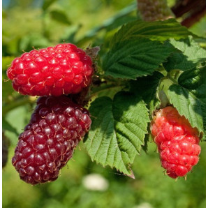 Саженцы ежевики сорт Тайберри 1 летние, конт. P9 Саженцы ежевики сорт Тайберри 1 летние, конт. P9