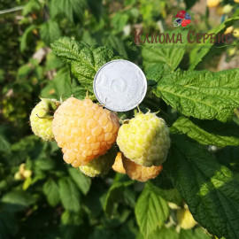 Саженцы малины сорт Утренняя Роса