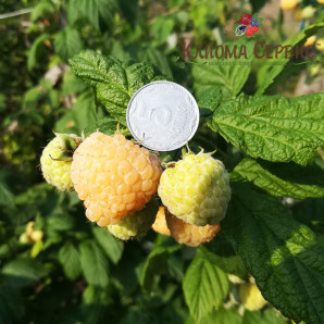 Саджанці малини сорт Ранкова Роса