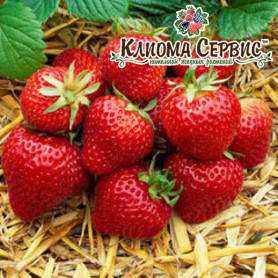 Полуниця сорт Флоренс у касетах, 84 комірки