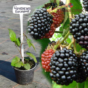 Саженцы ежевики сорт Чачанска Бестрна 1 летние, конт. 1.1 л