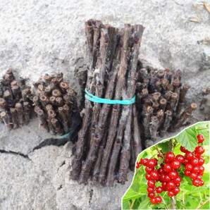 Живці порічки Джонкер ван Тетс