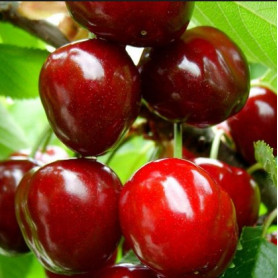 Саженцы черешни сорт Крупноплодная Саженцы черешни сорт Крупноплодная