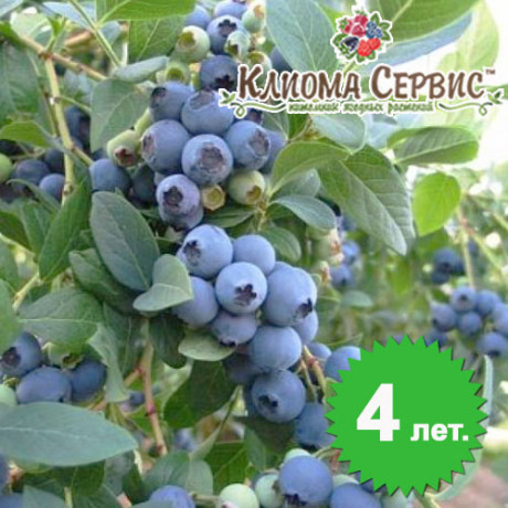 Саджанці лохини сорт Елліот 4 річні, конт. 7.5 л