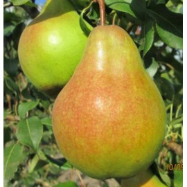 Саженцы груши сорт Яблунивская, подвой ВА-29