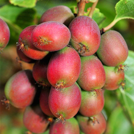 Актинідія сорт Ананасова, 1 річна, конт. Р9