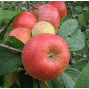 Яблуня зимова сорт Аріва Яблуня зимова сорт Аріва