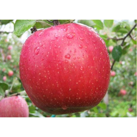 Яблуня зимова сорт Бені Шогун