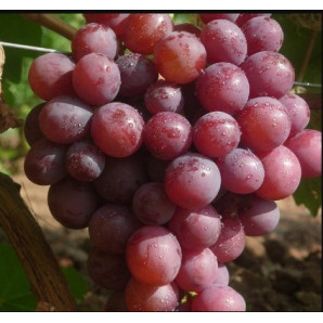 Виноград Арлекин Виноград Арлекин