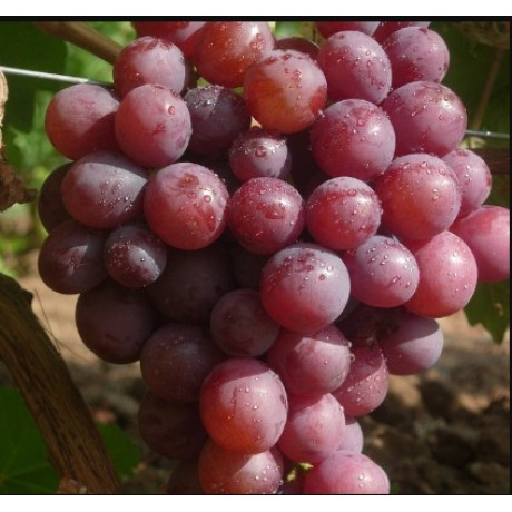 Виноград Арлекин Виноград Арлекин