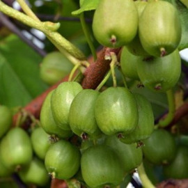 Актинидия сорт Вити Киви 1 летняя, конт. Р9