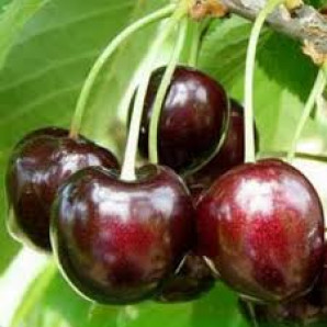 Саджанці черешні ранньої сорт Дар Млієва, підщепа магалєпка Саджанці черешні ранньої сорт Дар Млієва, підщепа магалєпка