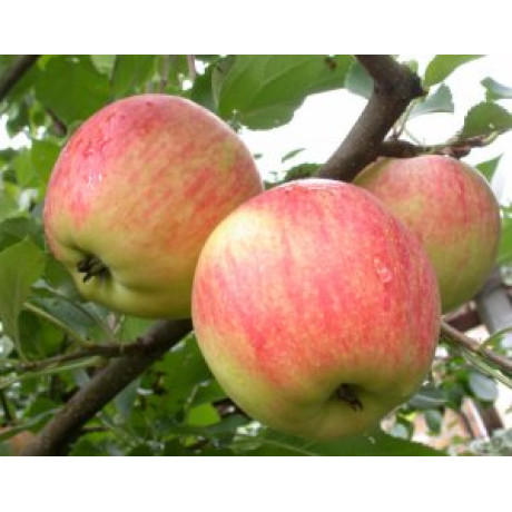 Яблуня літня сорт Дельбарстіваль