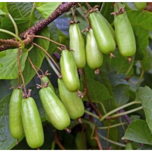 Актинидия сорт Джамбо, 1 летняя, конт. P9