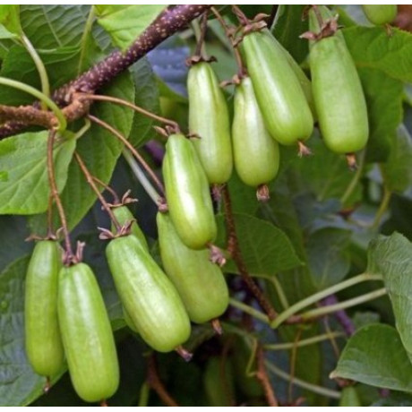 Актинидия сорт Джамбо, 1 летняя, конт. P9