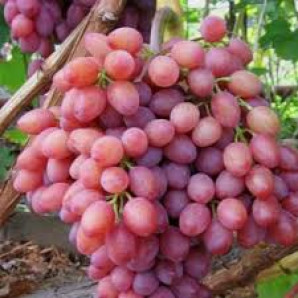 Виноград Дюжина Виноград Дюжина