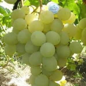 Виноград сорт Антоний Великий