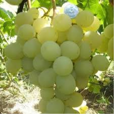Виноград сорт Антоний Великий