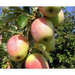 Яблоня осенняя сорт Кандиль Синап Яблоня осенняя сорт Кандиль Синап