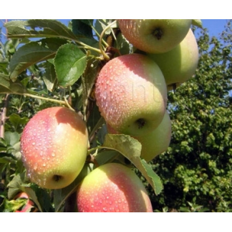 Яблоня осенняя сорт Кандиль Синап