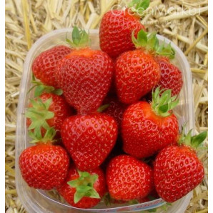 Полуниця сорт Роміна, фріго конт.1.5 л