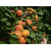 Абрикос сорт Краснощекий 