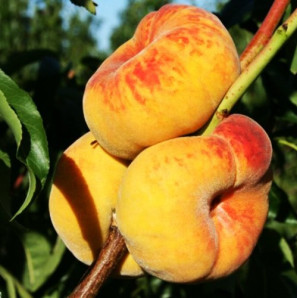 Персик инжирный сорт Бельмондо (среднего срока созревания) Персик инжирный сорт Бельмондо (среднего срока созревания)
