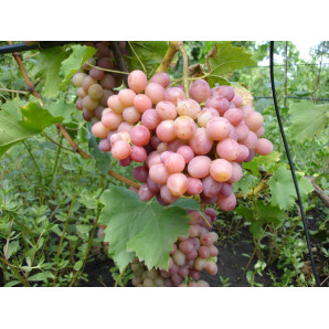 Виноград Нимранг