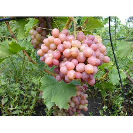 Виноград Нимранг 