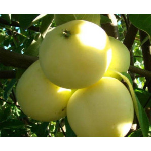 Яблуня літня сорт Папіровка, підщепа 54-118