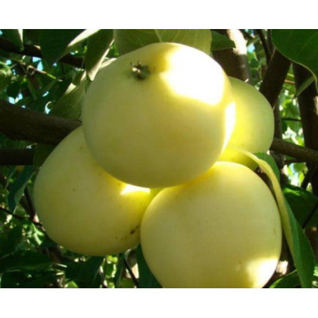 Яблуня літня сорт Папіровка, підщепа 54-118