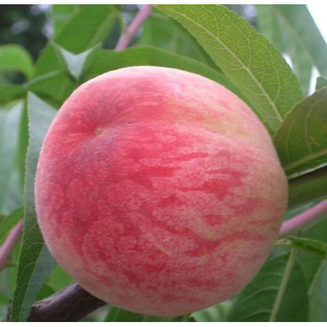 Персик сорт Посол Мира Персик сорт Посол Мира