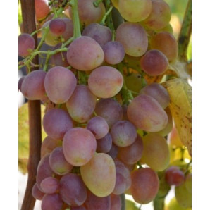 Виноград Джаконда Виноград Джаконда