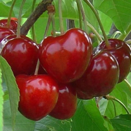 Саженцы черешни сорт Саммит