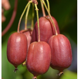 Актинидия сорт Скарлет Септембер 2 летняя, конт. 1.5 л