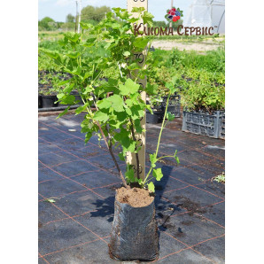 Смородина сорт Джунифер, пакет 5л.