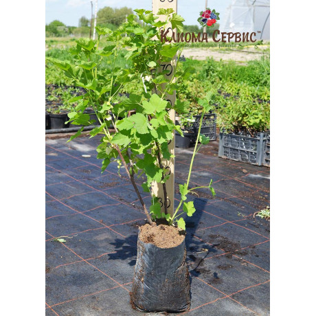 Смородина Джунифер Смородина Джунифер