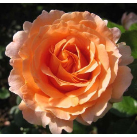 Саженцы роз сорт Polka (Полька)