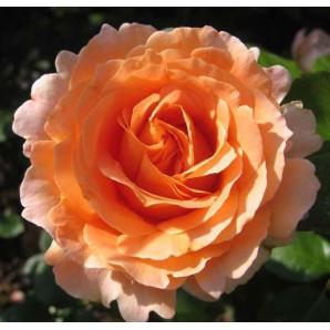 Саджанці троянд сорт Polka (Полька)