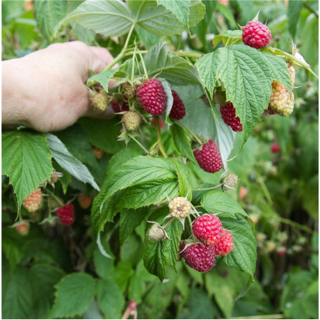 Саженцы малины сорт Херитейдж