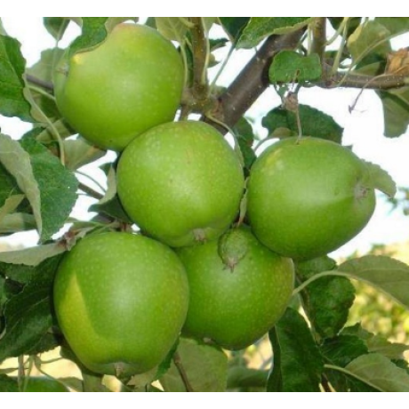 Яблоня зимняя сорт Гренни Смит