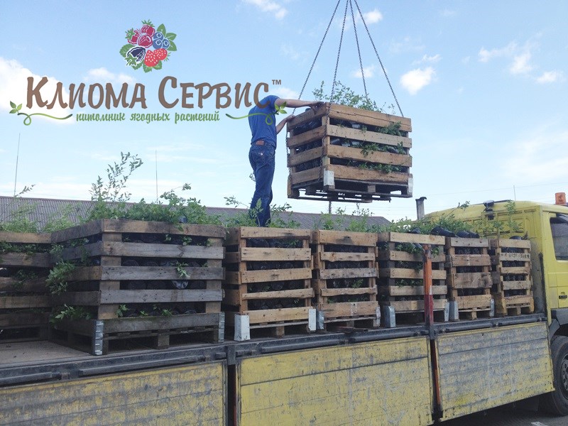 Транспортировка растений в кубах