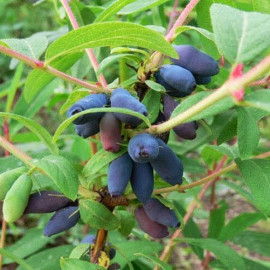 Жимолость Дуэт 1 летняя, полуупакованная