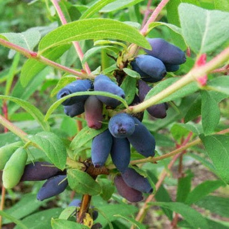 Жимолость Дует 1 річна, напівупакована