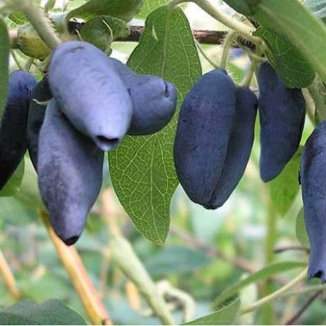 Жимолость Гордість Кубані на дорощування