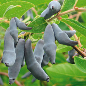 Жимолость Бакчарська на дорощування